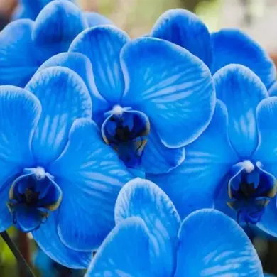 Orchidees-Bleues