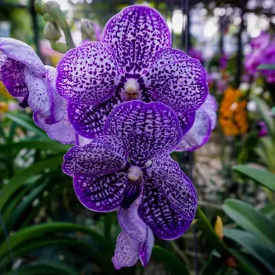 Orchidees-Vanda