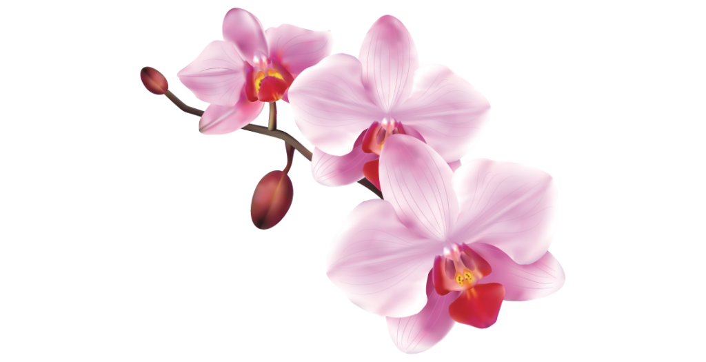 entretenir-orchidees